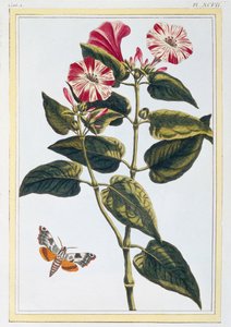 モーニンググローリー、1766年頃（手描きの彫刻） 作： Pierre Joseph Buchoz